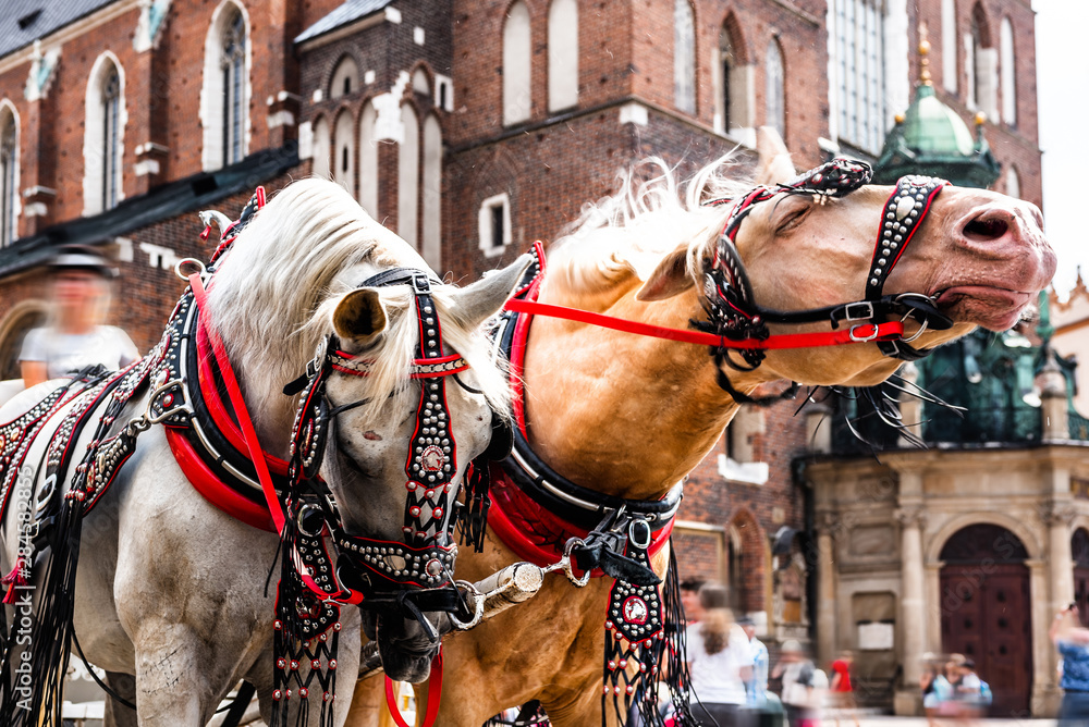 Traditional horse-drawn cart on the main square of the historic city.Beautiful horses in the town center.Carriage for tourists on the background of a historic church.Cracow, Poland.