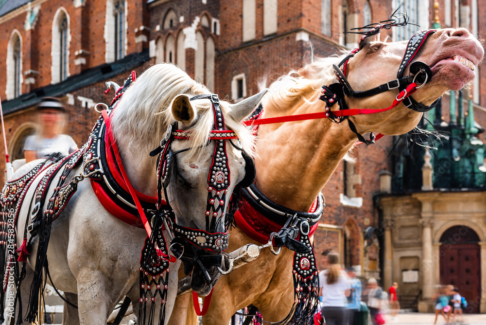 View of Cracow, Poland.Beautiful horses in the town center. Traditional carriage for tourists on the background of a historic church.Horse-drawn cart on the main square of the historic city. 