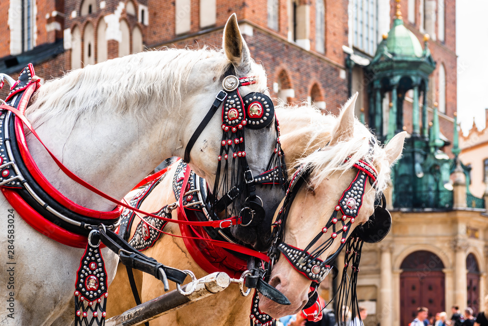 Wonderful horses in the town center. Carriage for tourists on the background of a historic church.Horse-drawn cart on the main square of the historic city. Cracow, Poland.