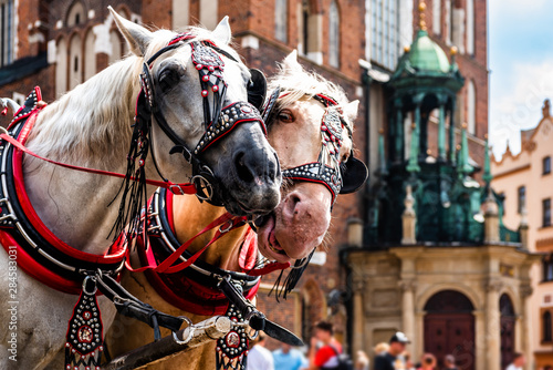Wonderful horses in the town center. Carriage for tourists on the background of a historic church.Horse-drawn cart on the main square of the historic city. Cracow, Poland.Tourists. © Piotr
