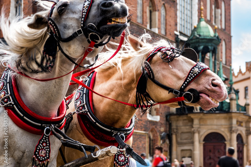Cracow, Poland.View of beautiful horses in the town center. Carriage for tourists on the background of a historic church.Horse-drawn cart on the main square of the historic city.  © Piotr
