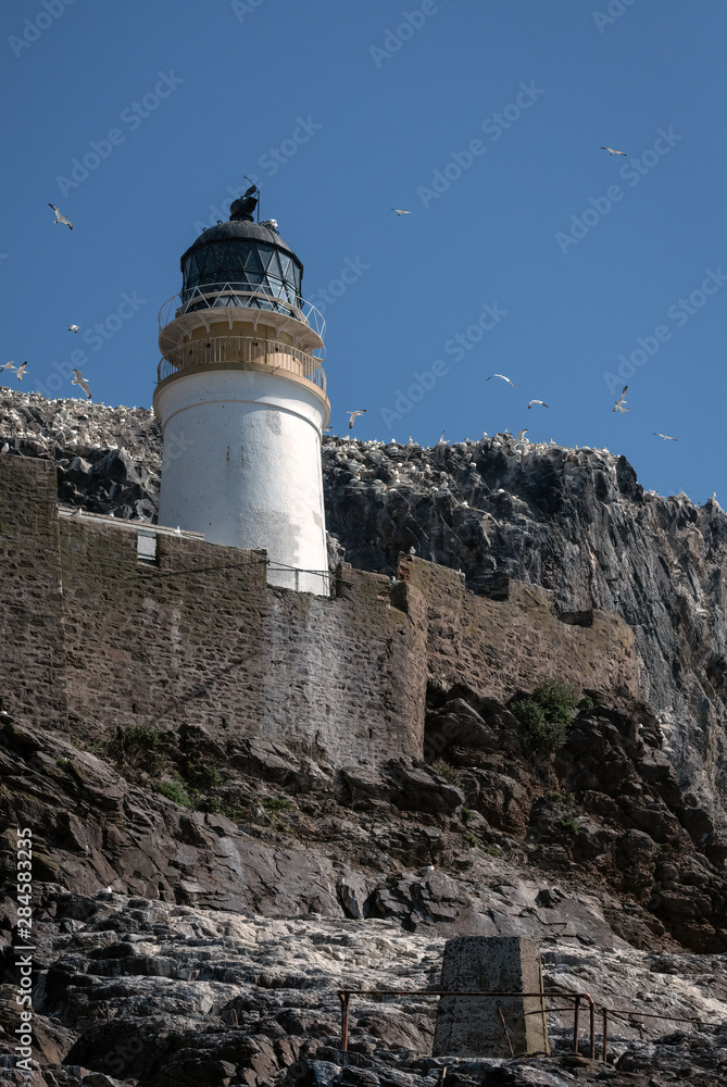 Bass Rock Lighthouse with gannets flying and perched on the cliffs around it. Image taken on Bass Rock, United Kingdom.