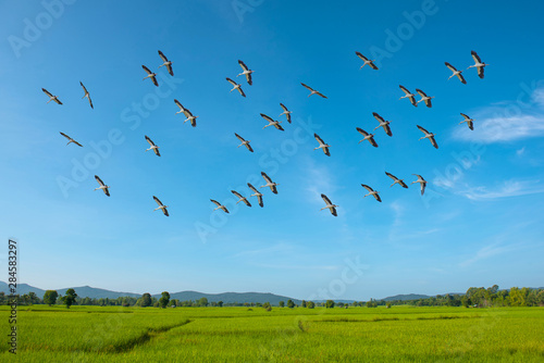 Openbill stork are flying in the sky. On the green field