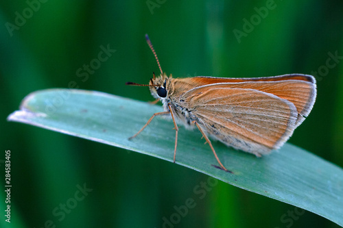butterfly, insect, nature, flower, macro, summer, green, wings, orange, animal, wildlife, beautiful, beauty, plant, wing, spring, closeup, fly, garden, small, leaf, color, close-up, natural, grass