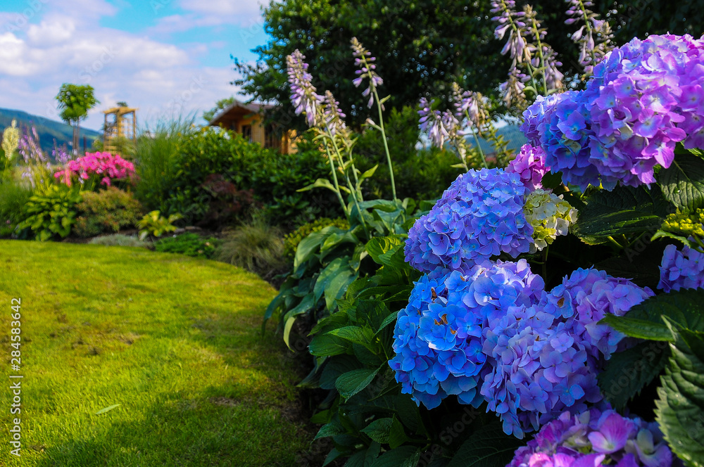 Obraz premium Piękne hortensje w zielonym ogrodzie . Lato w ogrodzie