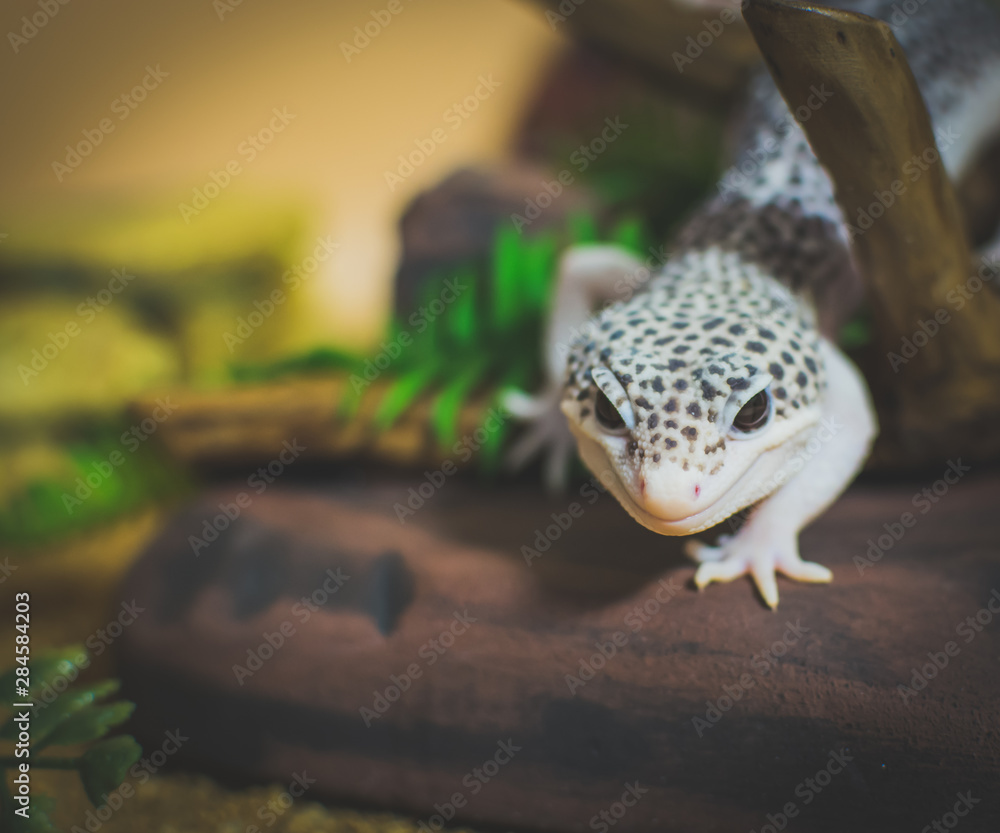 Lizard on rock