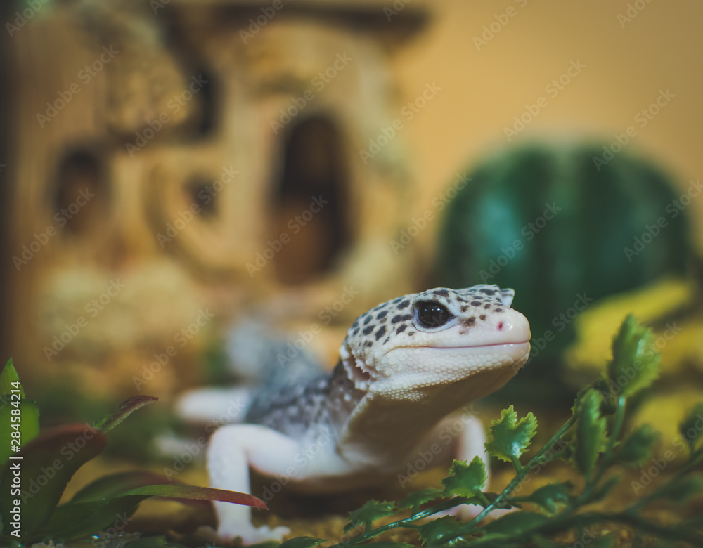Lizard in desert