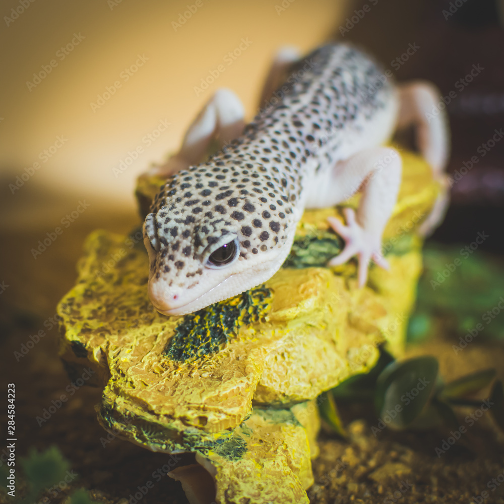 Lizard on rock