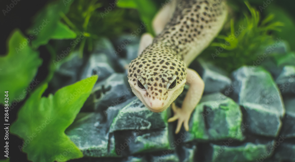 Lizard on rock