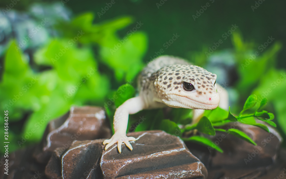 lizard on rock