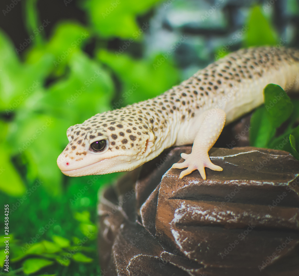 lizard on rock