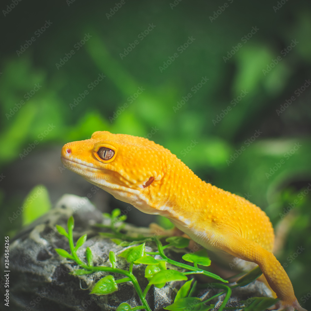 Orange lizard on rock