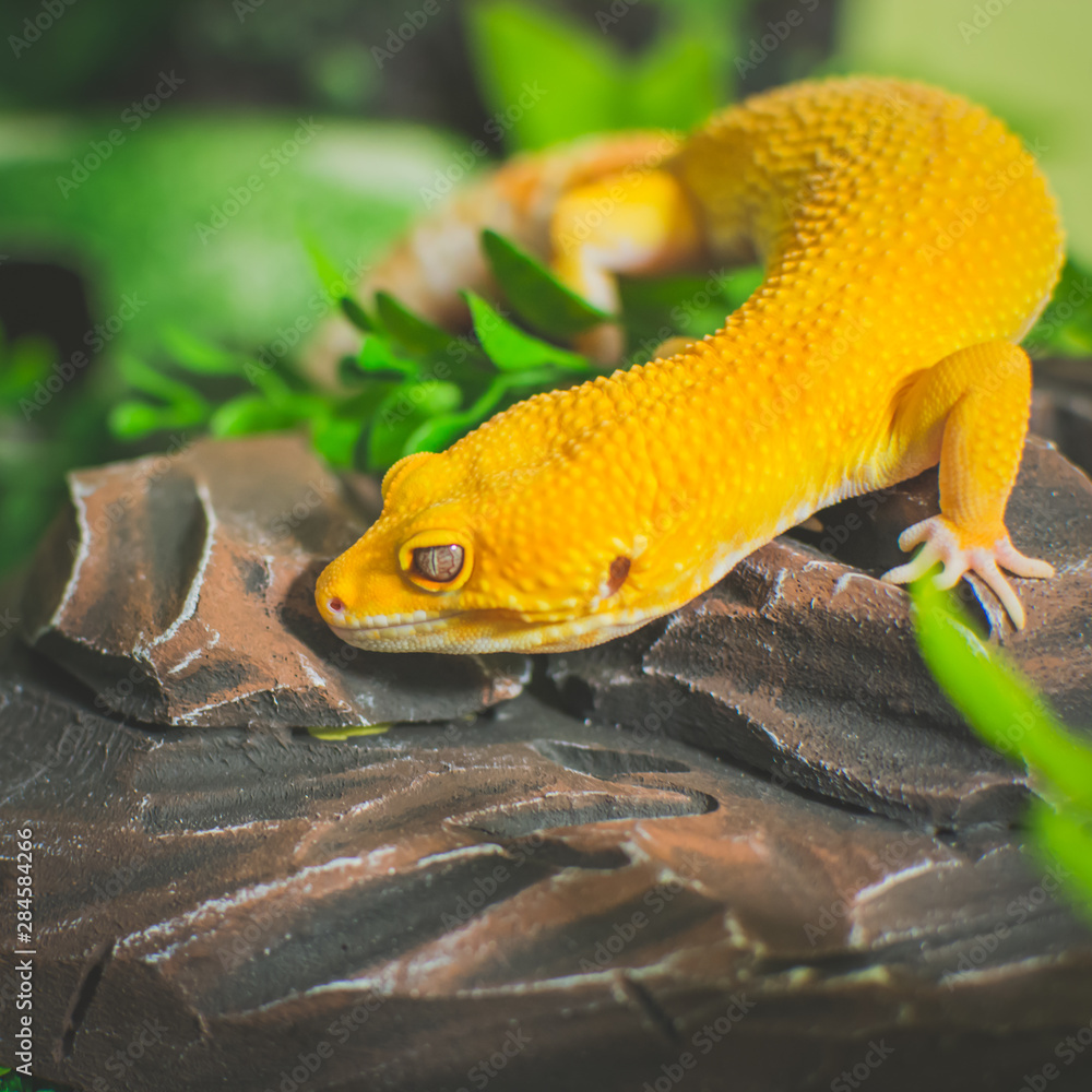 Orange lizard on rock