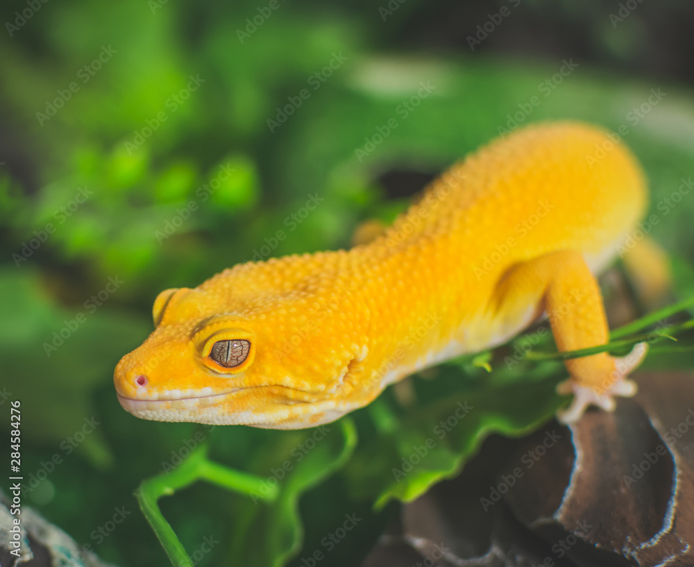Orange lizard on green background