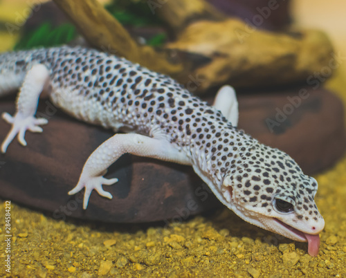 Obraz na płótnie Lizard eat sand w salonie