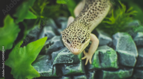 Obraz na płótnie Lizard on rock w salonie