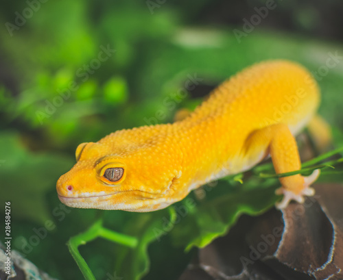 Obraz na płótnie Orange lizard on green background w salonie