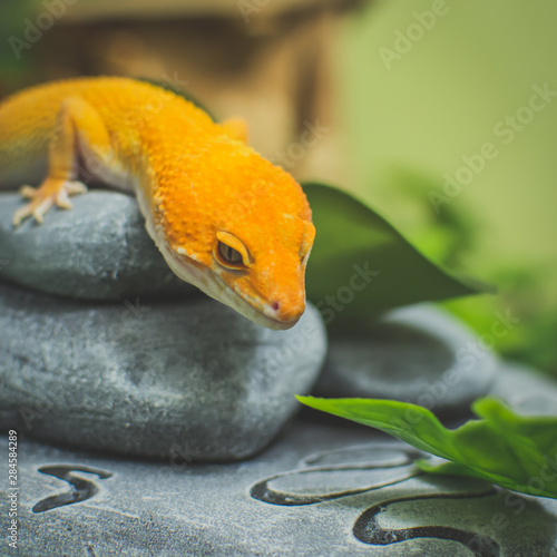 Obraz na płótnie Orange lizard on rock w salonie