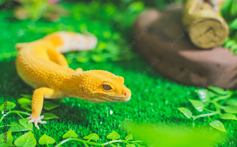 Orange lizard on grass