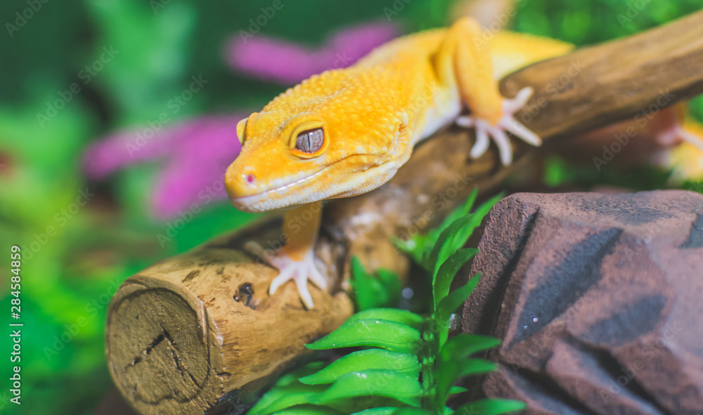 Orange lizard on tree