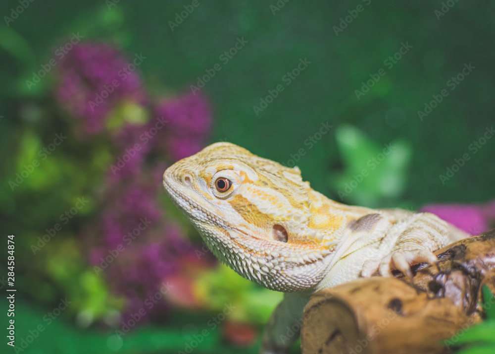 Lizard with serious vision