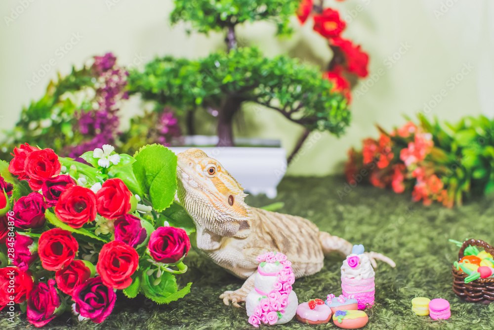 Agama lizard with flowers and fake deserts