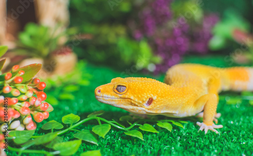 Obraz na płótnie Orange lizard on grass w salonie