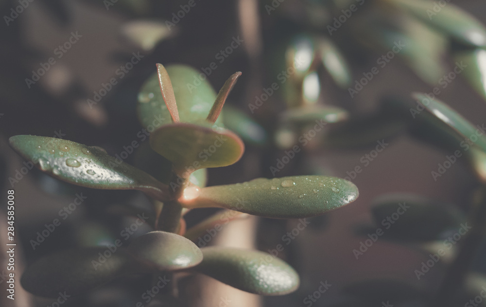 Leaf in macro