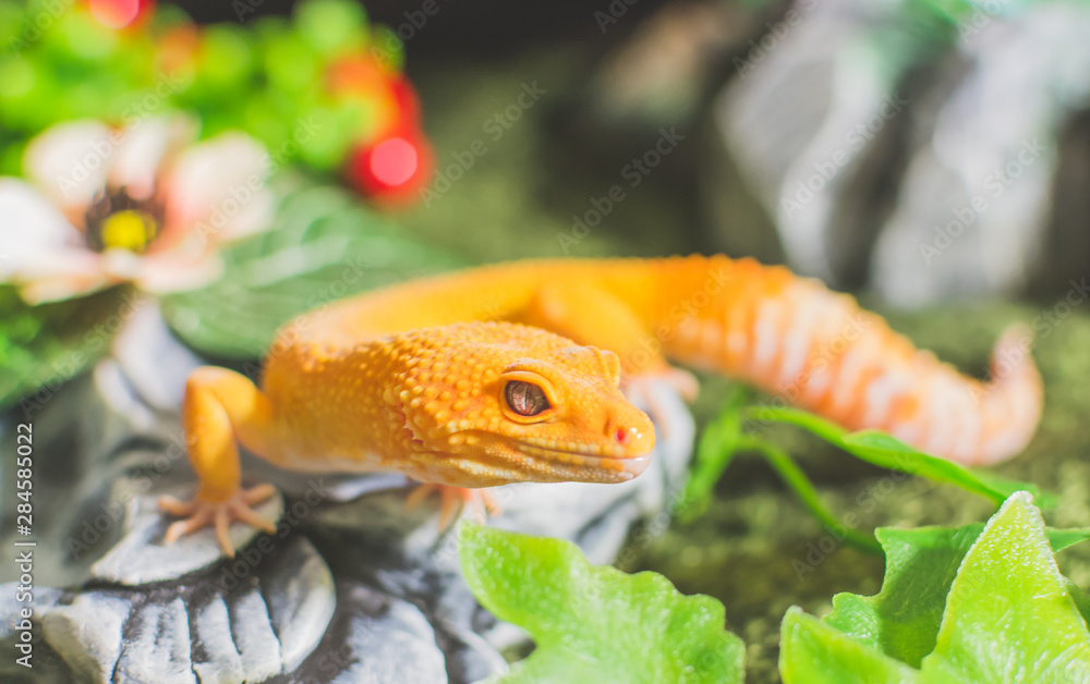 Lizard on rock