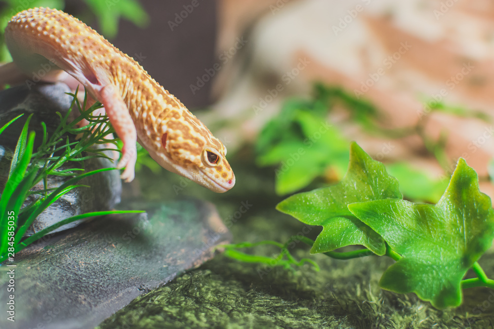 Lizard on decoration with leaf