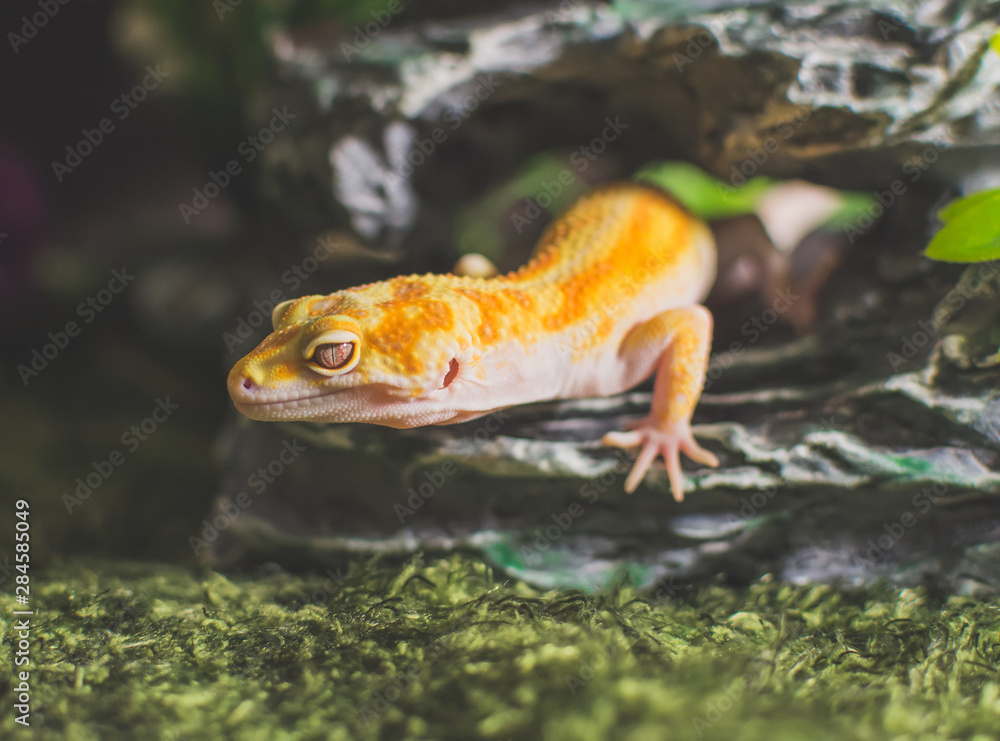 Lizard on rock