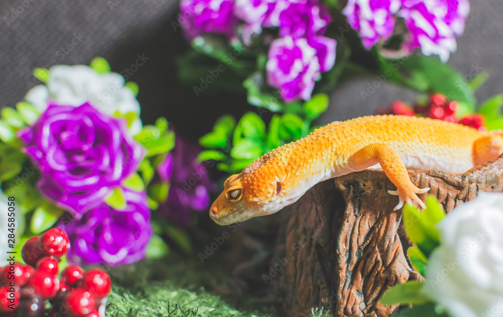 Lizard with flowers