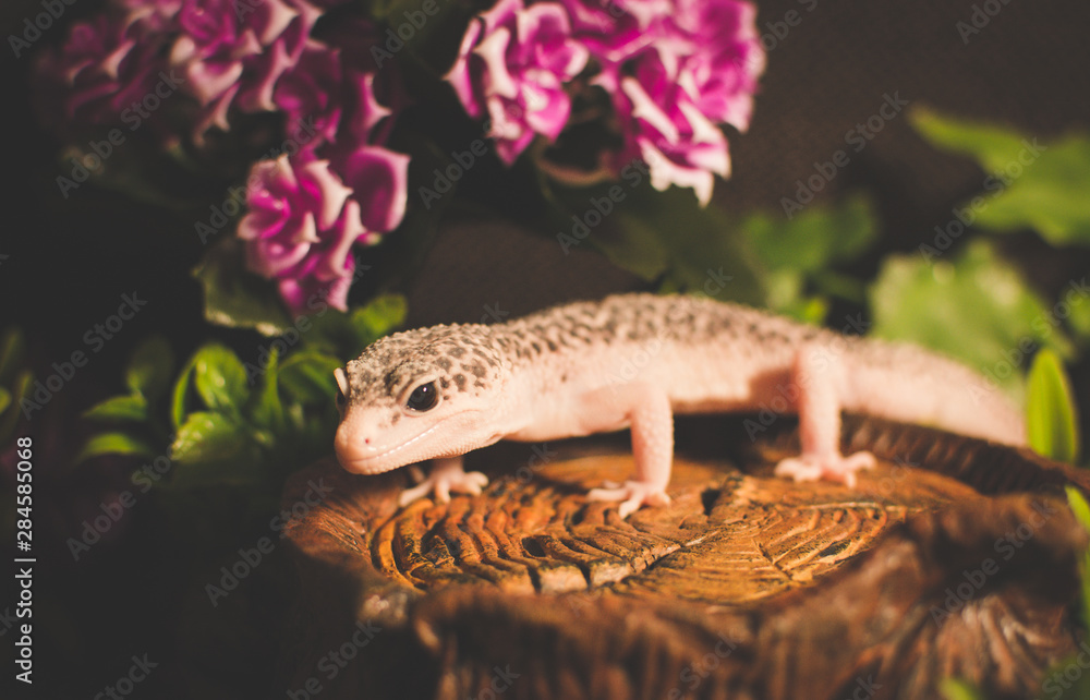 Lizard with flowers