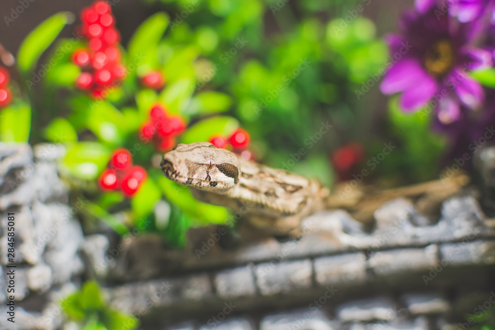 Snake on green background