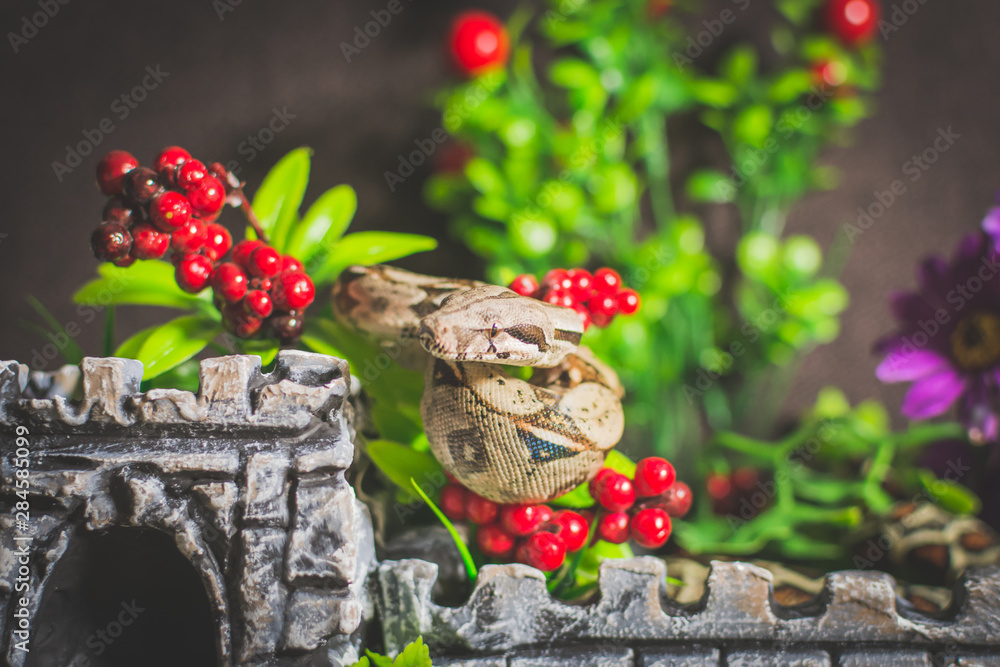 Snake with berryes