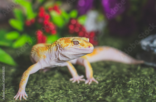 Lizard on fake grass