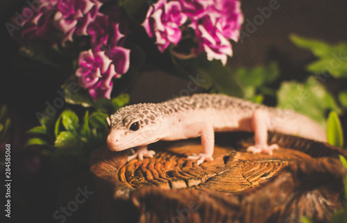 Obraz na płótnie Lizard with flowers w salonie