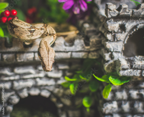 Snake on castle