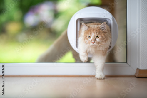 young cream tabby ginger maine coon cat coming into living room passing through cat flap looking to the side photo