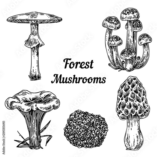 Set of forest mushrooms. Pale toadstool, morel, chanterelle, honey agaric and truffles. Sketch Engraving style. Vector illustration