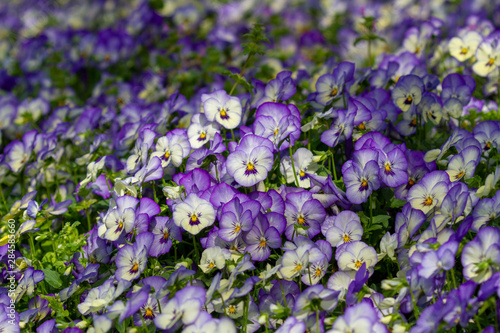 Dallas arboretum