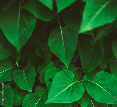 green leaves background