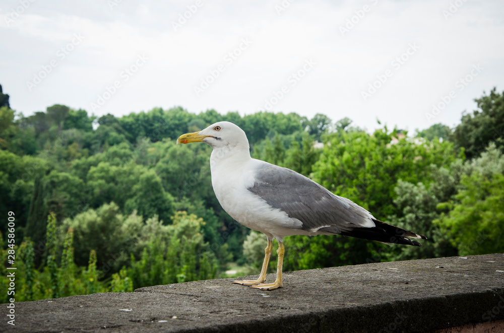 Naklejka premium seagull