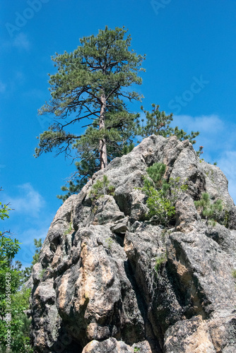 Mountain tree growing out of rock