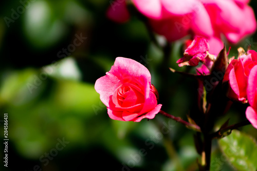 pink rose in the garden