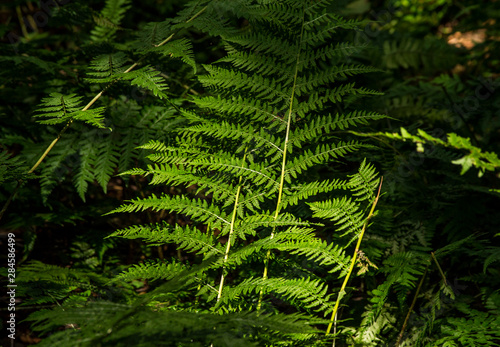 Fern leaf detail in the contrast light