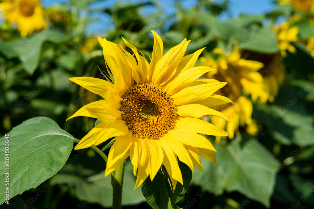 Sunflower blooming. Close-up of sunflower background natural Sunflower blooming. Close-up of sunflower background natural