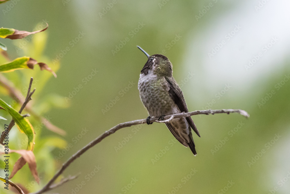 Fototapeta premium Cute Anna's Hummingbird perched on branch while tuning head around to look behind in forest.