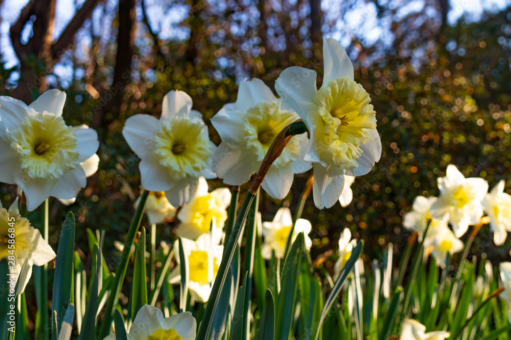 Fototapeta premium Daffodil field