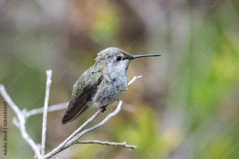Fototapeta premium Cute Anna's Hummingbird perched on branch while looking to the right into the forrest.